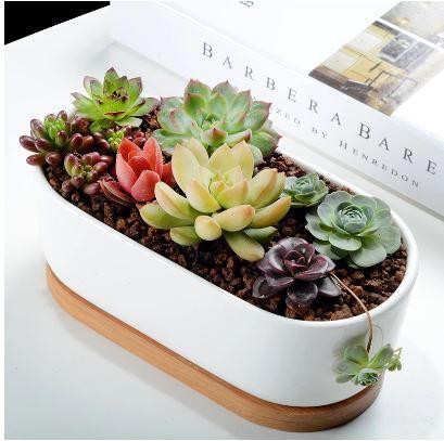 Succulent Planter -Elongated