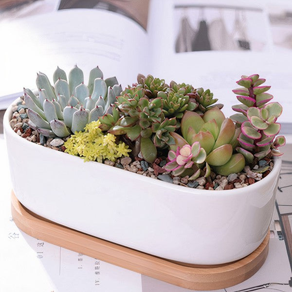 Succulent Planter -Elongated